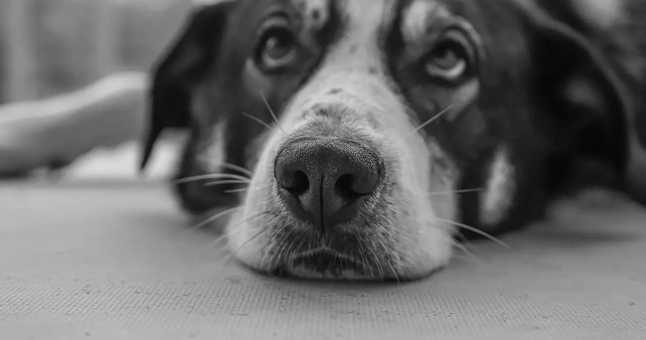 “SP小圈”-新手必懂的BDSM入门指南与合适伴侣选择！ 一